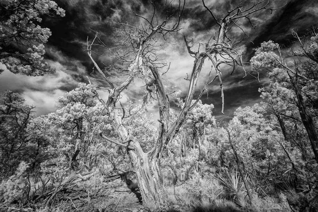 Дерево. Похоже на человека.